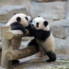 Résultat de recherche d'images pour "pandas"