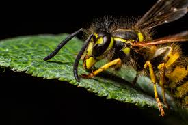 Attēlu rezultāti vaicājumam “Vespula germanica”