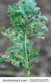 Attēlu rezultāti vaicājumam “Phyllotreta sp.”