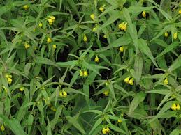 Attēlu rezultāti vaicājumam “Melampyrum sylvaticum flower”