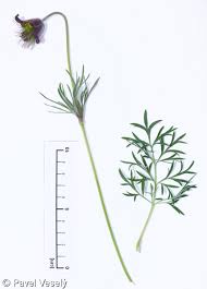 Attēlu rezultāti vaicājumam “Pulsatilla pratensis fruit”