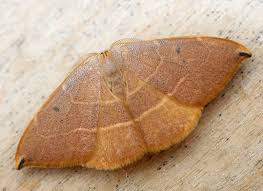 Attēlu rezultāti vaicājumam “Watsonalla binaria”