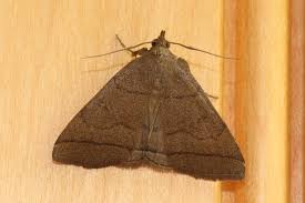 Attēlu rezultāti vaicājumam “Zanclognatha tarsipennalis”