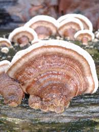 Attēlu rezultāti vaicājumam “Trametes ochracea”