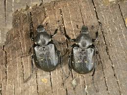 Attēlu rezultāti vaicājumam “Gnorimus variabilis”