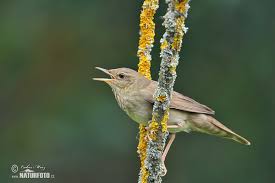 Image result for Locustella fluviatilis