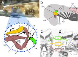 Image result for Stevenage Sharks Rhc