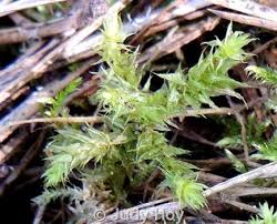 Attēlu rezultāti vaicājumam “Rhytidiadelphus triquetrus sporophyte”