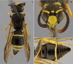 Attēlu rezultāti vaicājumam “Ancistrocerus sp. male”