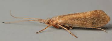 Attēlu rezultāti vaicājumam “Limnephilus larva”