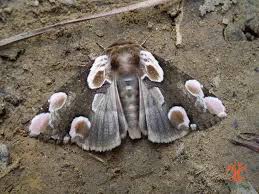 Attēlu rezultāti vaicājumam “Thyatira batis imago”