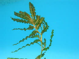 Attēlu rezultāti vaicājumam “Potamogeton compressus leaf”