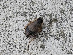 Attēlu rezultāti vaicājumam “Ectobius sylvestris female”