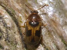 Attēlu rezultāti vaicājumam “Tetratoma ancora”