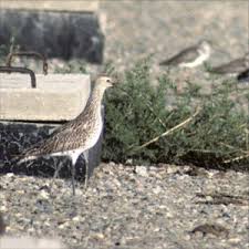 Image result for Numenius tenuirostris