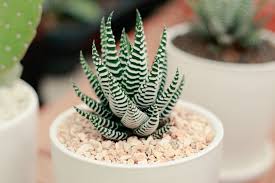 Image result for Haworthia