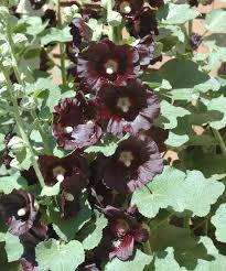 Image result for Alcea rosea nigra