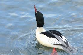 Attēlu rezultāti vaicājumam “Mergus merganser male”