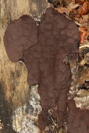 Attēlu rezultāti vaicājumam “Brefeldia maxima spores”