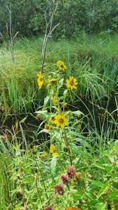 Attēlu rezultāti vaicājumam “Bidens cernua”