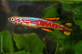 Image result for Aphyosemion