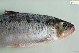 Image result for Alosa fallax