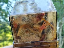 Attēlu rezultāti vaicājumam “Apodemus flavicollis”