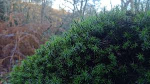 Attēlu rezultāti vaicājumam “Polytrichastrum formosum”