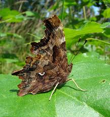 Attēlu rezultāti vaicājumam “Polygonia c-album underside”