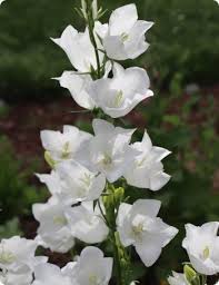 Attēlu rezultāti vaicājumam “Campanula persicifolia leaf”