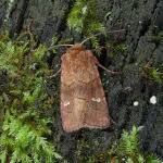 Attēlu rezultāti vaicājumam “Eriopygodes imbecilla”