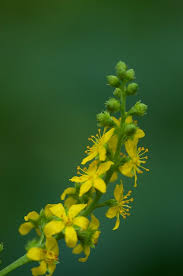 Attēlu rezultāti vaicājumam “Agrimonia pilosa”
