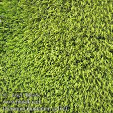 Attēlu rezultāti vaicājumam “Dicranum montanum sporophyte”