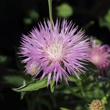 Attēlu rezultāti vaicājumam “Centaurea phrygia bud”