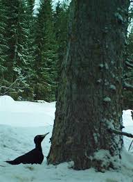 Attēlu rezultāti vaicājumam “Dryocopus martius”