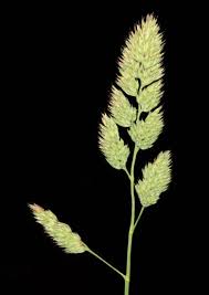 Attēlu rezultāti vaicājumam “Dactylis glomerata subsp. glomerata”