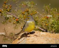 Image result for Carduelis citrinella