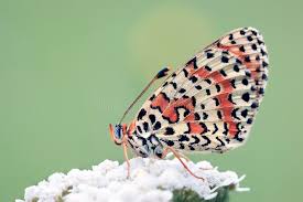 Attēlu rezultāti vaicājumam “Melitaea didyma”