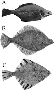 Image result for Parophrys vetulus