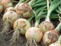 Image result for Zwiebeln