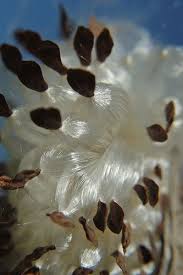 Attēlu rezultāti vaicājumam “Cribraria rufa young”