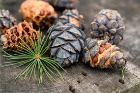 Image result for Pinus cembra