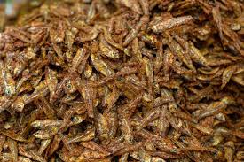 Attēlu rezultāti vaicājumam “Charales”