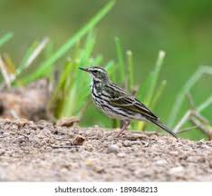 Image result for Anthus cervinus