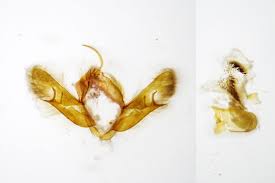 Attēlu rezultāti vaicājumam “Acronicta cuspis”