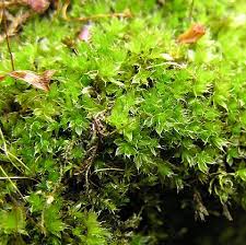 Attēlu rezultāti vaicājumam “Bryum pallens”
