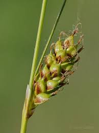 Attēlu rezultāti vaicājumam “Carex hostiana”