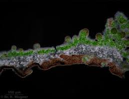 Attēlu rezultāti vaicājumam “Pseudevernia furfuracea”