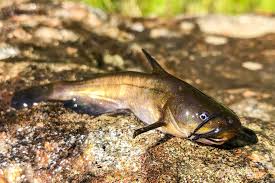 Image result for Ameiurus catus