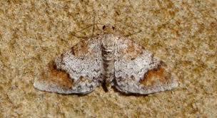 Attēlu rezultāti vaicājumam “Venusia blomeri”